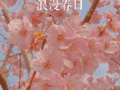-顾村公园