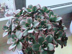 -绝味鸭脖(双龙路店)