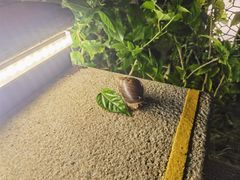 -三亚亚龙湾希尔顿酒店