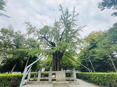 -上海佘山国家森林公园天马山园