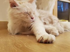 -猫腻·猫咖·撸猫馆(星光大道店)