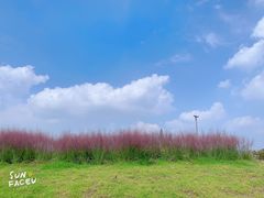 -鹅湖玫瑰文化园