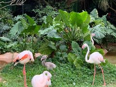 -海南热带野生动植物园