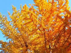 -南岳衡山风景名胜区-南岳大庙