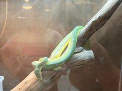 -上海大自然野生昆虫馆(东方明珠·爬宠昆虫探索中心)