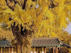 -千年银杏谷文化旅游区