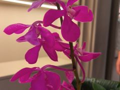 -狮王府淮扬菜(老门东店)