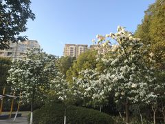 -中央公园(苏州工业园区)