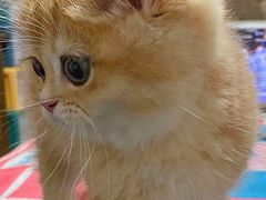 -欣宠猫屋·矮脚拿破仑·蓝金金渐层