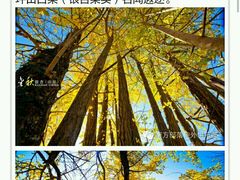 -南雄冯屋银杏山庄