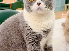 -安格丽娜·狗咖·猫咖羊驼咖(春熙路百盛商场店)