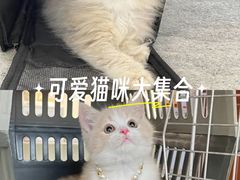 -lincat·猫舍(广州店)