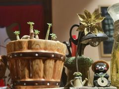 -春草居酒屋·晴子の店