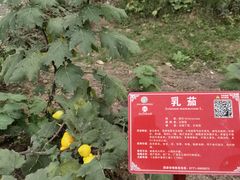 -广西壮族自治区药用植物园