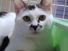 -A猫a狗全科·犬猫异宠·芥西宠物医院(南开总院)