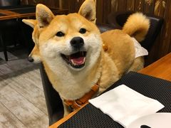 -百好乐宠物友好餐厅(朝外大街店)