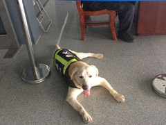 警犬~-南宁东站