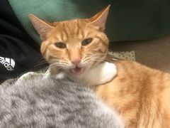 -艾贝尔宠物医院·24H转诊中心·肿瘤猫专科(江宁双龙店)