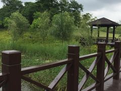 -黄海国家森林公园