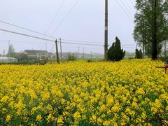 -喜杨洋草莓采摘园