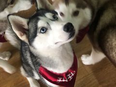 -Husky Go! 哈士奇体验馆·宠物咖啡厅狗咖