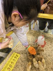 -神奇动物撸宠馆·羊驼·小浣熊·异宠(豫园店)