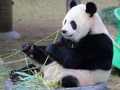 -上海野生动物园