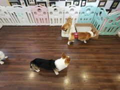 -柯斗斗主题餐厅·狗咖·围炉煮茶·茶饮(国瑞升平里店)