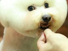 美容作品-贵族宠物·宠物美容(三阳路店)