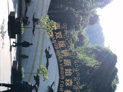 -西双版纳原始森林公园