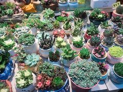 -双季花艺园艺市场(浦东店)
