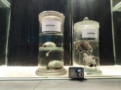 -广东惠东海龟国家级自然保护区
