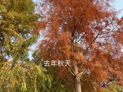 -合肥滨湖国家森林公园