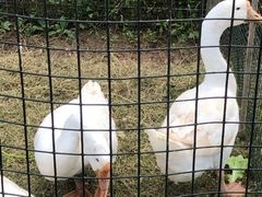 -前小桔亲子创意农场·草莓采摘·露营烧烤