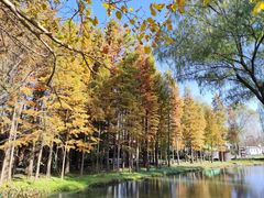 -溱湖国家湿地公园