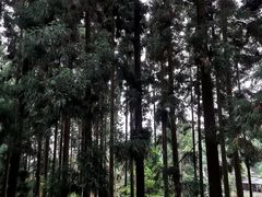 -龙架山森林公园