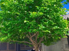 大堂-VOYAGE COFFEE(北锣鼓巷店)