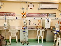 -动物缘宠物医院·骨科·猫科(西二环店)