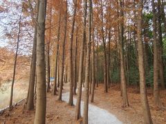 -上海海湾国家森林公园