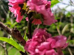 -桃花涧