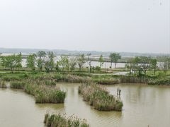 -盐城丹顶鹤湿地生态旅游区