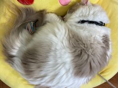 -绒爪撸猫下午茶·猫咖
