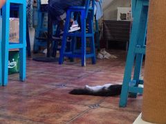 -Sirena海妖日咖夜酒