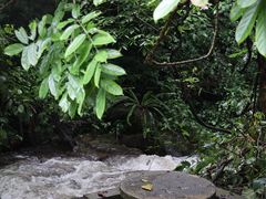 -莫里热带雨林景区