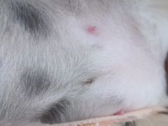 -纳吉亚猫专科动物诊疗中心(蒋宅口分院)