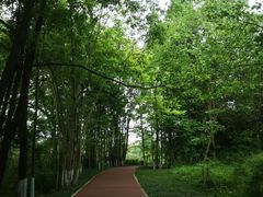 -桤木河湿地公园