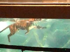 -清迈夜间动物园