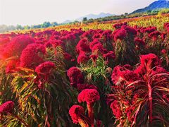 -北京东方普罗旺斯薰衣草庄园