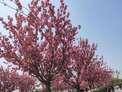 -古柏渡飞黄旅游区