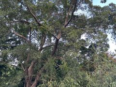 -荔湾湖公园